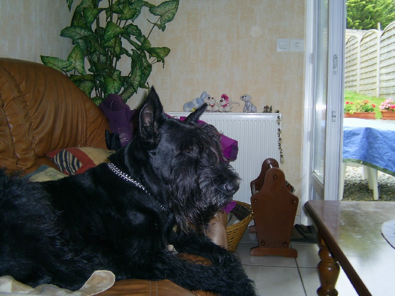Gladys (Sans Affixe)