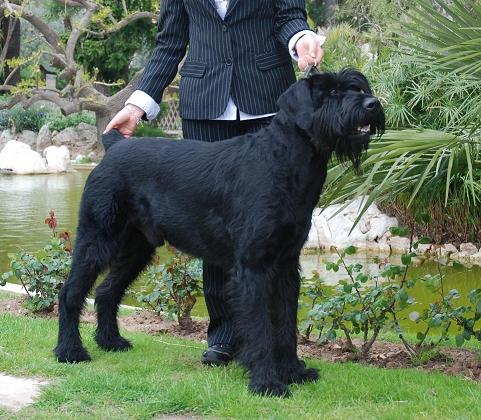 Urus de love and black