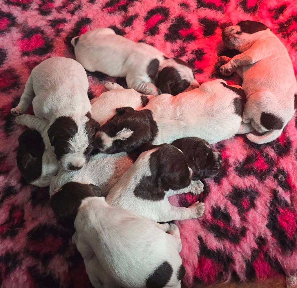 Chiots Griffon Korthals