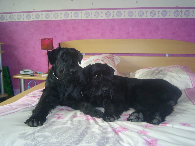 nos chiens