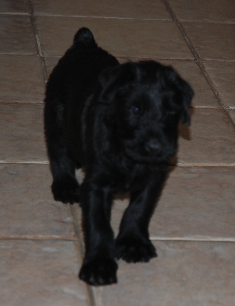 Chiots Véziane
