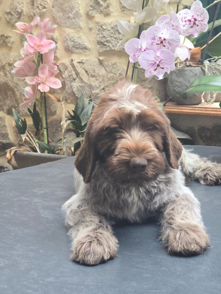 du jardin de Coralicia - Chiots disponibles - Griffon d'arrêt à poil dur Korthals