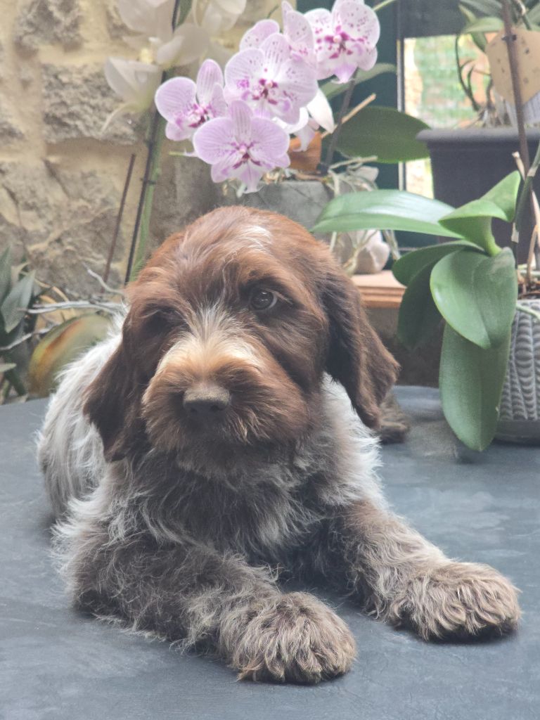 du jardin de Coralicia - Chiots disponibles - Griffon d'arrêt à poil dur Korthals