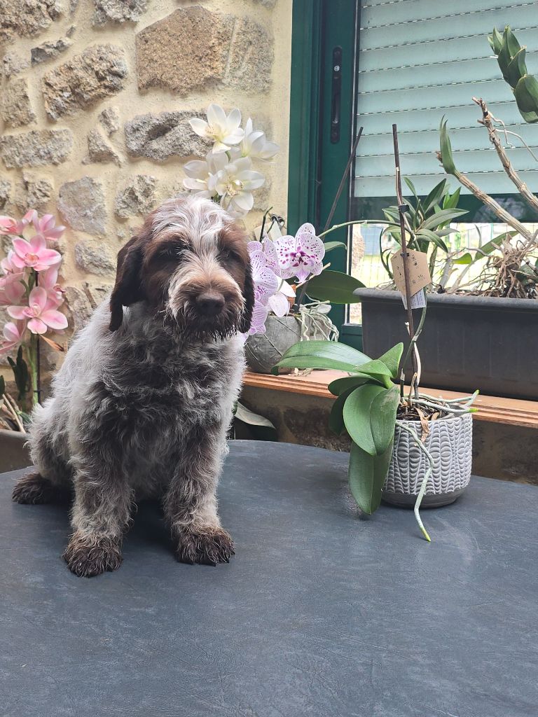 du jardin de Coralicia - Chiots disponibles - Griffon d'arrêt à poil dur Korthals