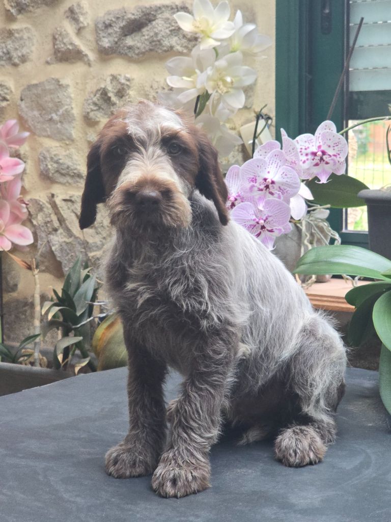 du jardin de Coralicia - Chiots disponibles - Griffon d'arrêt à poil dur Korthals