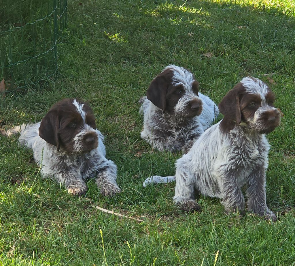 Chiot Griffon d'arrêt à poil dur Korthals du jardin de Coralicia
