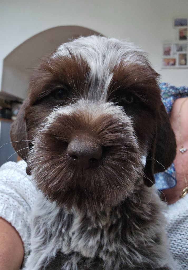du jardin de Coralicia - Chiots disponibles - Griffon d'arrêt à poil dur Korthals