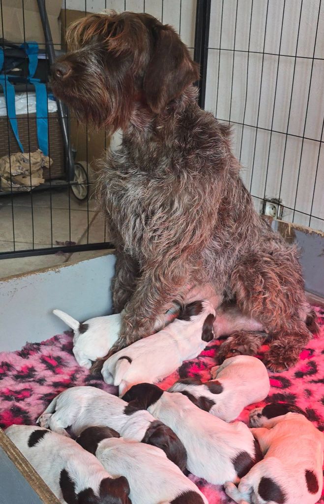 Chiot Griffon d'arrêt à poil dur Korthals du jardin de Coralicia