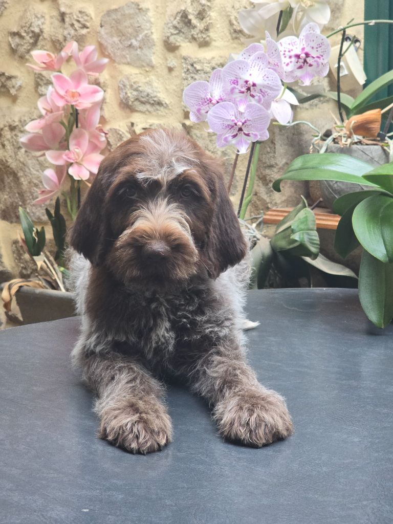 du jardin de Coralicia - Chiots disponibles - Griffon d'arrêt à poil dur Korthals