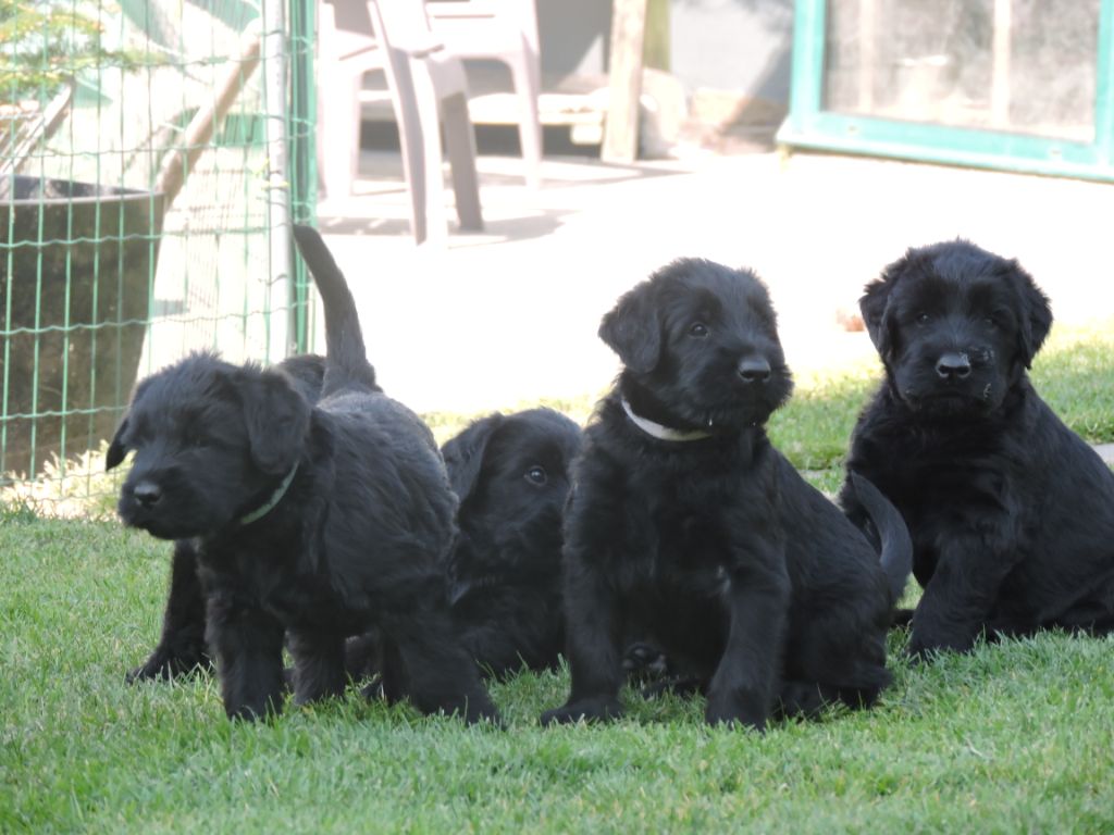 Chiot Schnauzer Geant du jardin de Coralicia